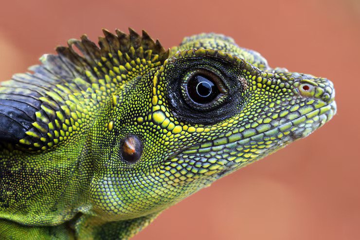 "Yellow leopard gecko with black spots crawling on rock, its thick tail showing stored nutrients."

